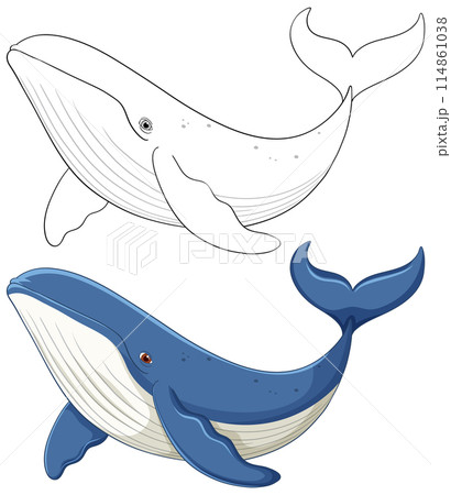 Colorful and Outline Whale Illustrations Colorful and Outline Whale Illustrations 114861038