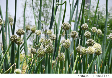 ネギボウズ(葱坊主) ネギボウズ(葱坊主) 114861137