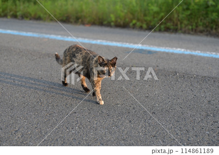 道端で遊ぶさび猫 道端で遊ぶさび猫 114861189