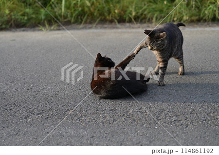 道端で遊ぶとら猫 114861192