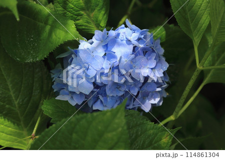 紫陽花の里根尾路散策・139（岐阜県本巣市佐原） 114861304
