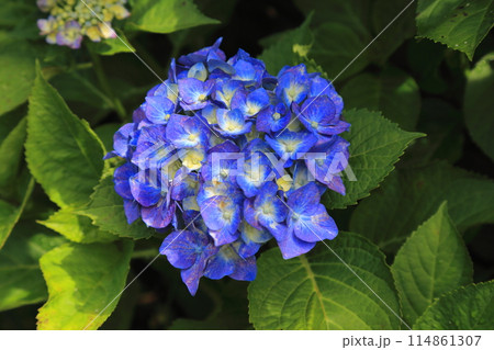 紫陽花の里根尾路散策・136(岐阜県本巣市佐原) 紫陽花の里根尾路散策・136(岐阜県本巣市佐原) 114861307