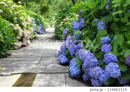 紫陽花の里根尾路散策・129(岐阜県本巣市佐原) 紫陽花の里根尾路散策・129(岐阜県本巣市佐原) 114861314