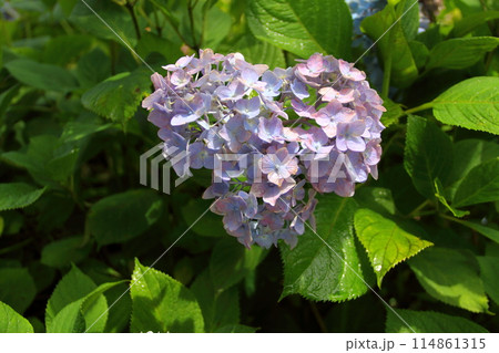 紫陽花の里根尾路散策・128（岐阜県本巣市佐原） 114861315