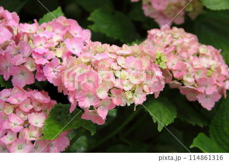 紫陽花の里根尾路散策・127(岐阜県本巣市佐原) 紫陽花の里根尾路散策・127(岐阜県本巣市佐原) 114861316