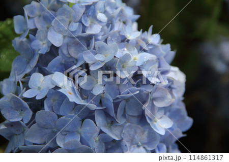 紫陽花の里根尾路散策・126(岐阜県本巣市佐原) 紫陽花の里根尾路散策・126(岐阜県本巣市佐原) 114861317
