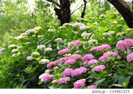 紫陽花の里根尾路散策・118（岐阜県本巣市佐原） 114861325