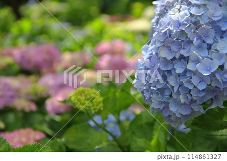 紫陽花の里根尾路散策・116（岐阜県本巣市佐原） 114861327