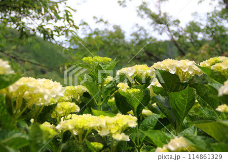 紫陽花の里根尾路散策・114(岐阜県本巣市佐原) 紫陽花の里根尾路散策・114(岐阜県本巣市佐原) 114861329