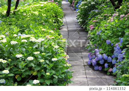紫陽花の里根尾路散策・111(岐阜県本巣市佐原) 紫陽花の里根尾路散策・111(岐阜県本巣市佐原) 114861332