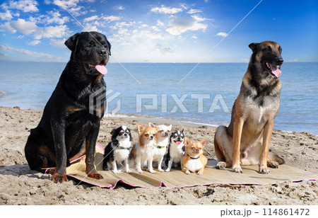 chihuahuas, malinois , rottweiller and beach 114861472