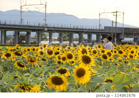 ひまわり畑散策・10（岐阜県大垣市） 114861676