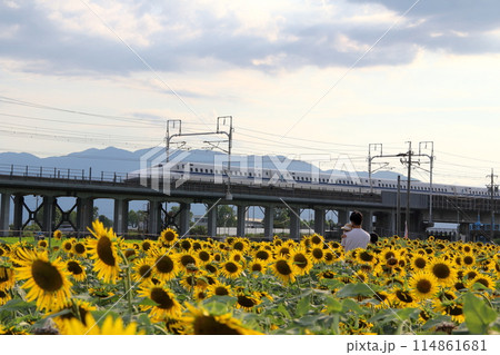 ひまわり畑散策・6(岐阜県大垣市) ひまわり畑散策・6(岐阜県大垣市) 114861681