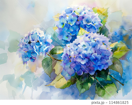 透明水彩で描かれた紫陽花のイラストのイラスト素材 [114861825] - PIXTA