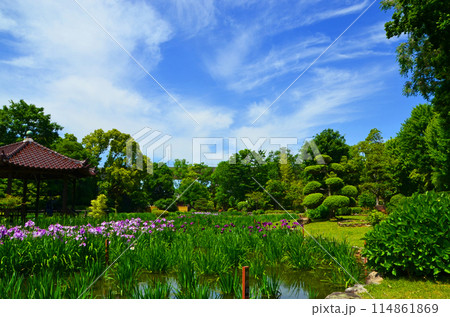 大阪 城北菖蒲園の風景 大阪 城北菖蒲園の風景 114861869