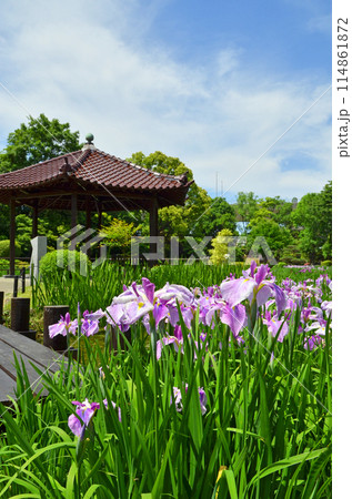 大阪 城北菖蒲園の花菖蒲 大阪 城北菖蒲園の花菖蒲 114861872