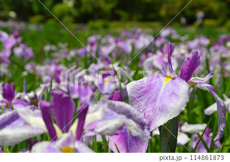 大阪　城北菖蒲園の花菖蒲 114861873