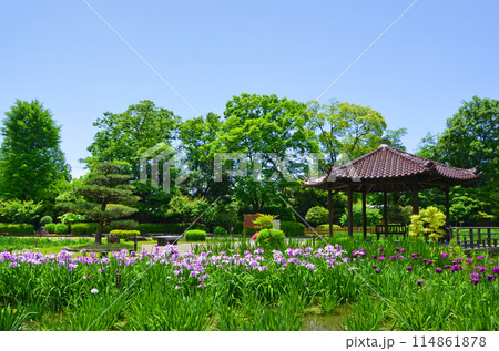 大阪　城北菖蒲園の風景 114861878