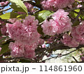 満開の八重桜 114861960