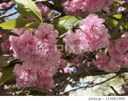 満開の八重桜 114861960