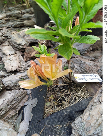 In the garden, an azalea with delicate orange flowers bloomed against a background of green leaves. 114862068