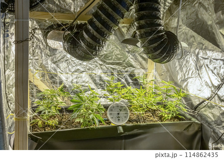 SoG Sea of Green net hemp cultivation technique Growing pot in growtent indoor Vegetative stage marijuana growth Medical SoG Sea of Green net hemp cultivation technique Growing pot in growtent indoor Vegetative stage marijuana growth Medical 114862435