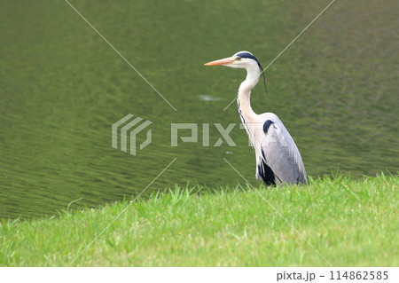 A Japanese Grey Heron by Tokyo Bay in Tokyo Japan 114862585