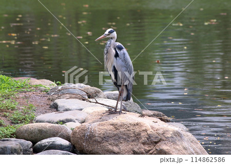 A Japanese Grey Heron by Tokyo Bay in Tokyo Japan 114862586