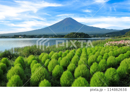 さわやかな緑のコキアと富士山の風景　河口湖大石公園 114862638