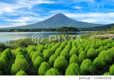 さわやかな緑のコキアと富士山の風景　河口湖大石公園 114862639