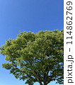 青空と緑色の綺麗な木を下から見上げる様に撮影した写真 114862769