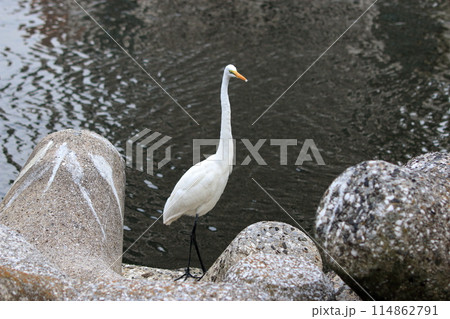 Great white ergret by Tokyo Bay in Tokyo Japan 114862791