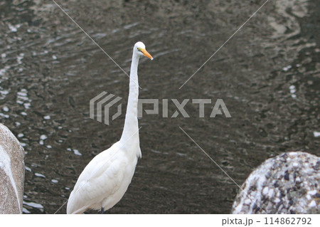 Great white ergret by Tokyo Bay in Tokyo Japan 114862792