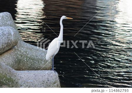 Great white ergret by Tokyo Bay in Tokyo Japan 114862793