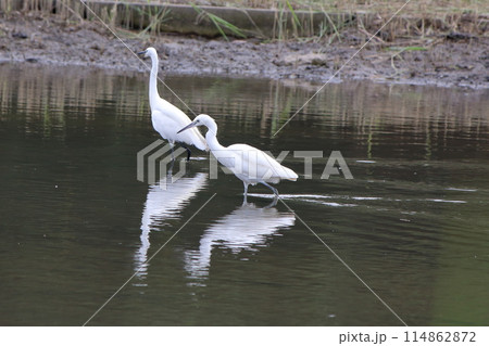 Great white ergret by Tokyo Bay in Tokyo Japan 114862872