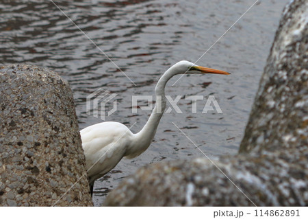 Great white ergret by Tokyo Bay in Tokyo Japan 114862891