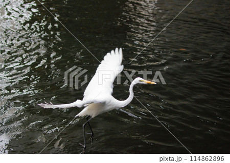 Great white ergret by Tokyo Bay in Tokyo Japan Great white ergret by Tokyo Bay in Tokyo Japan 114862896