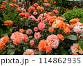 赤いバラ 114862935