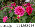 赤いバラ 114862936