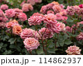 咲き誇るバラ 114862937