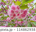 可愛いピンク色の八重桜 114862938