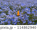 ネモフィラの花が咲き誇るシーサイドパークの風景 114862940