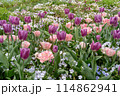カラフルなチューリップ 114862941