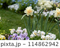 花畑に咲く一輪の水仙 114862942