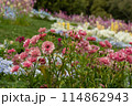 花畑とラナンキュラス 114862943