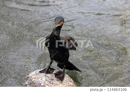 Japanese Great Cormorant in a canal by Tokyo Bay in Japan 114863106