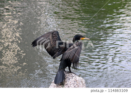 Japanese Great Cormorant in a canal by Tokyo Bay in Japan 114863109