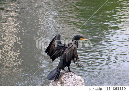 Japanese Great Cormorant in a canal by Tokyo Bay in Japan 114863110