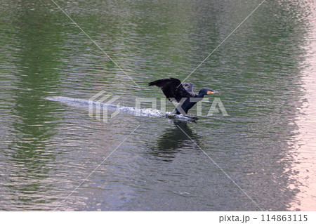 Japanese Great Cormorant in a canal by Tokyo Bay in Japan 114863115