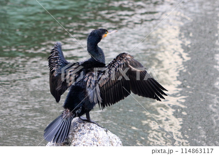 Japanese Great Cormorant in a canal by Tokyo Bay in Japan 114863117